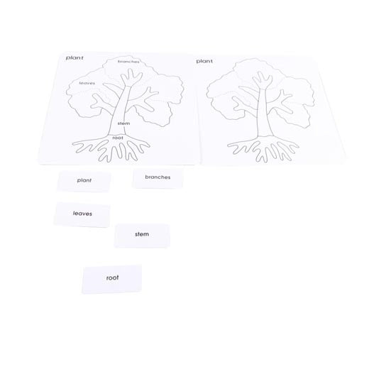 Parts of the Tree Card Set