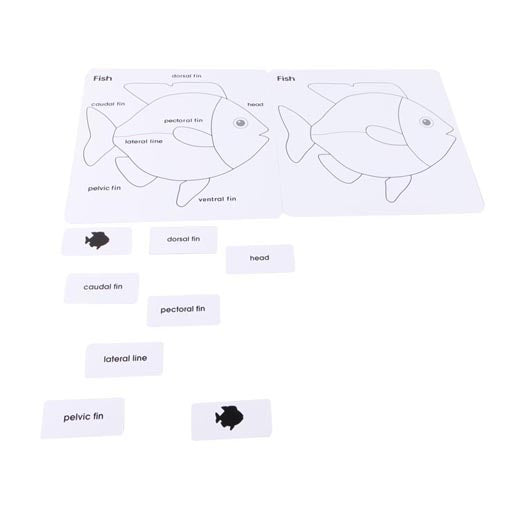 Parts of the Fish Cards