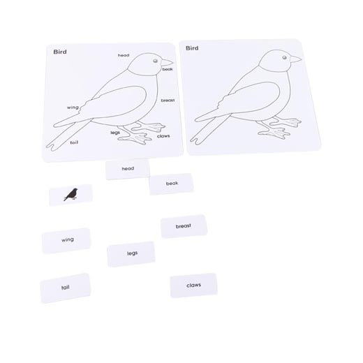 Parts of the Bird Cards