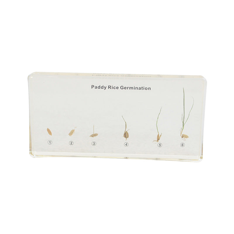 Paddy Rice Germination