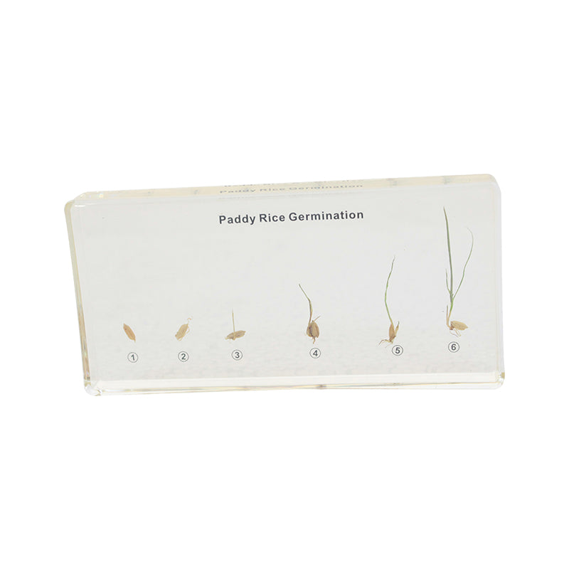 Paddy Rice Germination