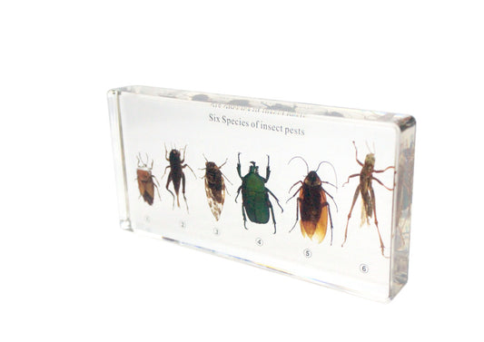 six kind of harmful insects collection