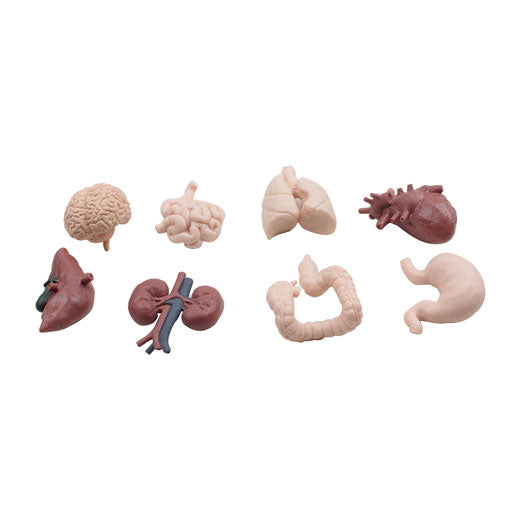 Objects - Human organ model