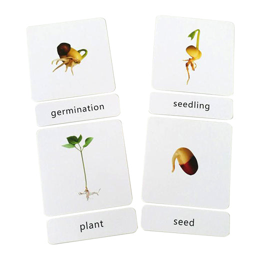 Three part cards- Bean model