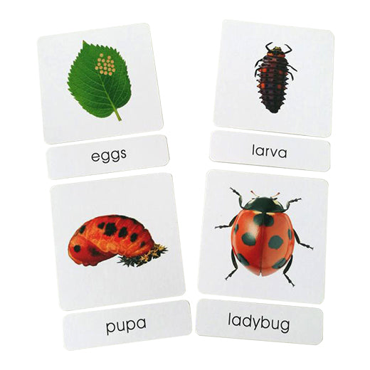 Three part cards- The beetles