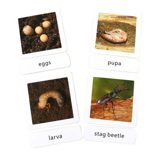 Three part cards - The stag beetle