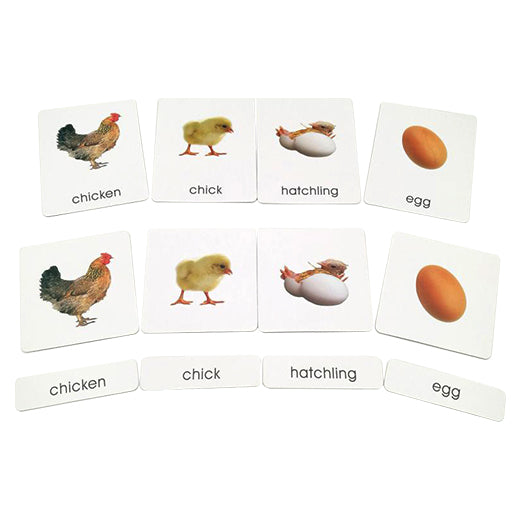 Three part cards- The chicken