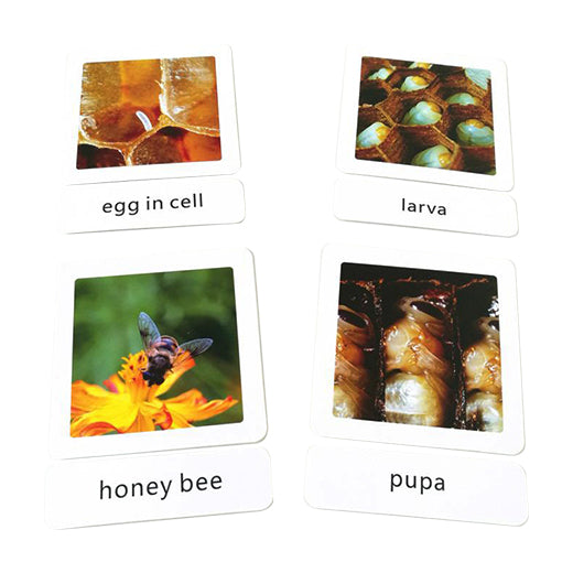 Three part cards- The honey