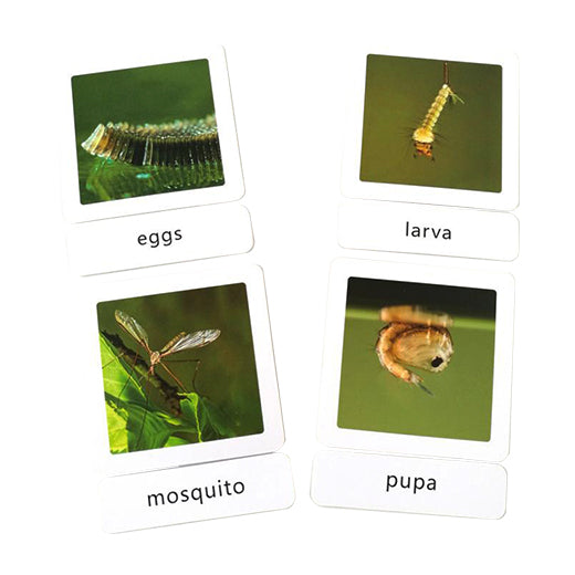 Three part cards- The mosquito